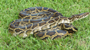 Surprise Python Hybrid Could Pose Greater Threat to Everglades Wildlife