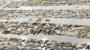 $1 Million Worth of Shark Fins Seized at Miami Port