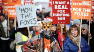 Foxes Still Killed in Boxing Day Hunts Despite Ban, UK Activists Say