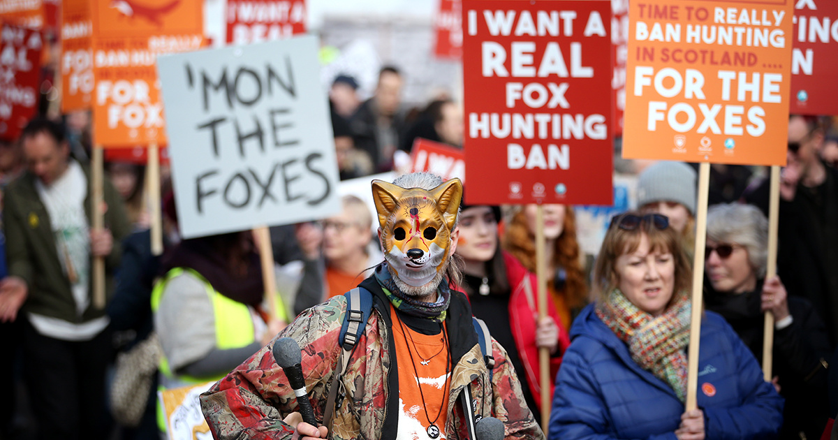 Foxes Still Killed in Boxing Day Hunts Despite Ban, UK Activists Say - EcoWatch