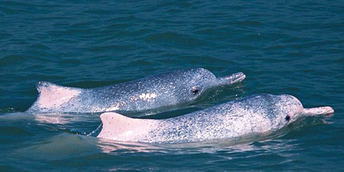 Taiwanese Humpback Dolphin Gets Protected Under U.S. Endangered Species Act