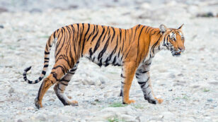 Wild Tiger Population Nearly Doubles in Nepal