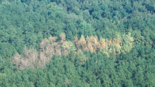 Killer Beetle Spreads Forest Destruction North