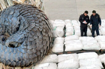 China Seizes Massive Amount of Pangolin Scales in Biggest-Ever Smuggling Case