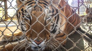 Did Illegal Wildlife Trade Cause Wild Tigers to Become Extinct in Laos?