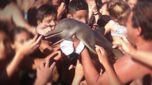 Baby Dolphin Dies After Being Passed Around by Tourists Taking Selfies