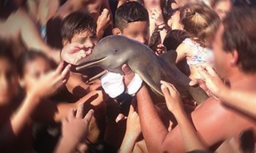 Baby Dolphin Dies After Being Passed Around by Tourists Taking Selfies