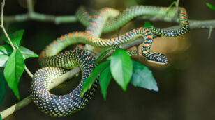 New Study Uncovers Why These Snakes Wiggle When They Fly