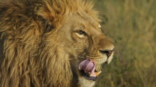 Suspected Poacher Eaten by Lions in South Africa