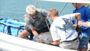 First Vaquita Rescued in Bid to Save the Porpoise From Extinction