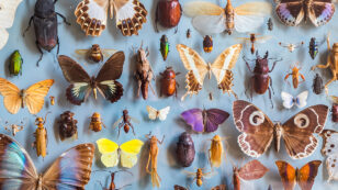 Insects Could Go Extinct Within a Century, With ‘Catastrophic’ Consequences for Life on Earth