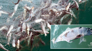 Gillnets Push Species to the Brink of Extinction