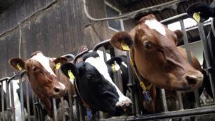 What Fossil Fuels and Factory Farms Have in Common