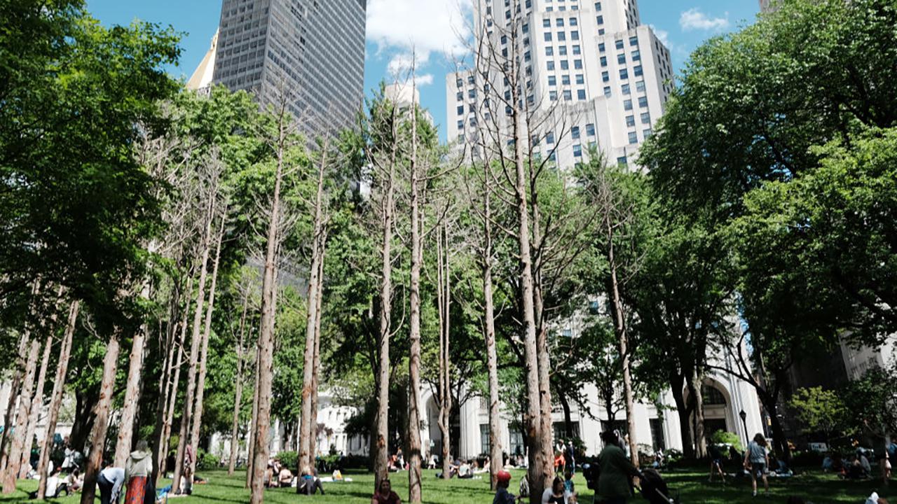 'Ghost Forest' Art Installation Comments On Climate Change In New York's Madison Square Park