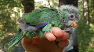 New Zealand’s Rarest Mainland Forest Bird Is Having an ‘Epic’ Breeding Season