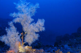Ignoring Deep-Sea Corals Is Risky for the Oceans, and for Us