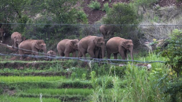 Chinese Elephants on Epic Journey May Be Headed Home