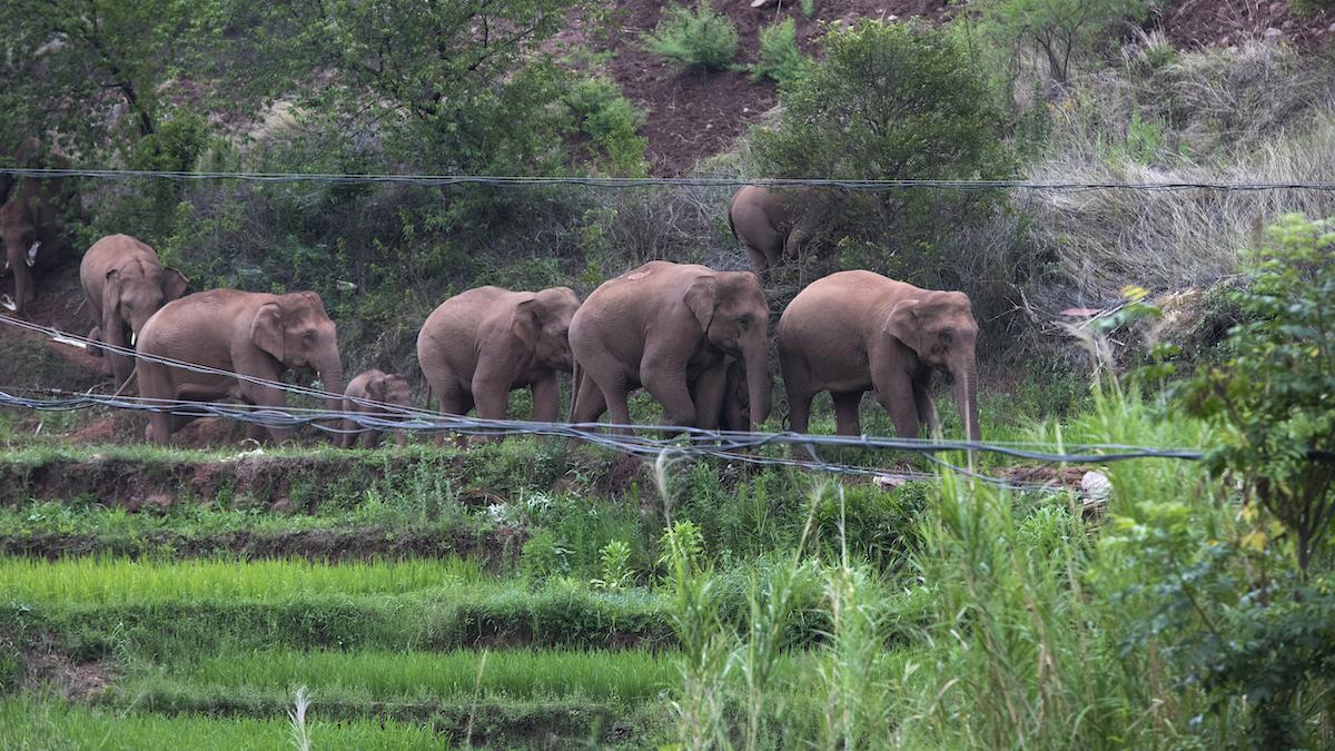 ​The famous wandering elephants.