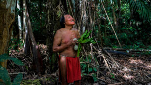 Gold Miners Murder Indigenous Leader, Force Villagers in Brazil’s Amazon to Flee