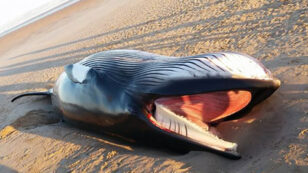 Dead Whale Washes Up on Scotland Beach After Being Tangled in Fishing Net
