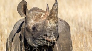 China Restores Rhino and Tiger Parts Ban After International Fury