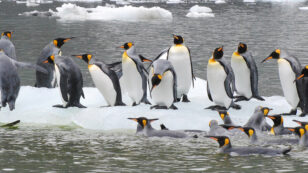 Climate Change: 70% of King Penguins Could ‘Abruptly Relocate or Disappear’ by 2100