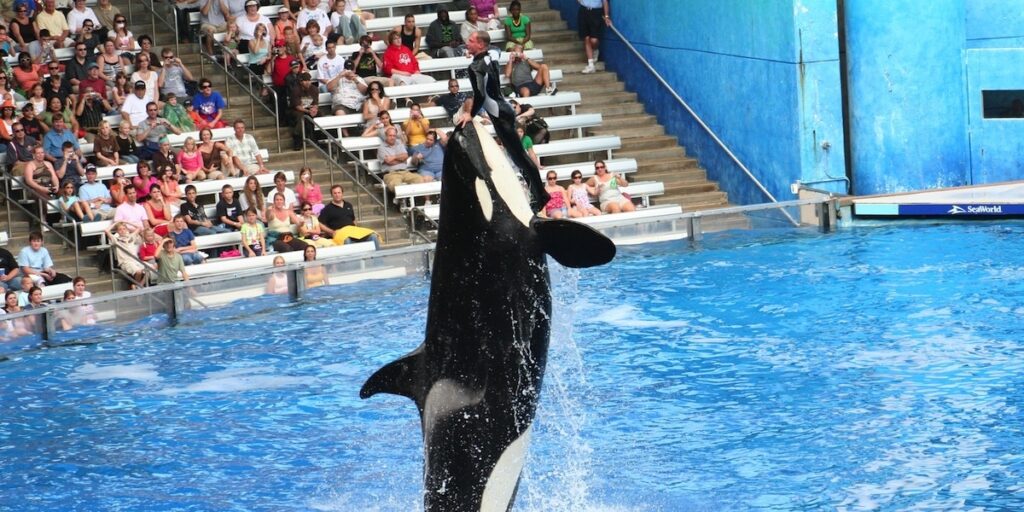 Travel Giant Cuts Ties With SeaWorld Over Killer Whale Captivity - EcoWatch