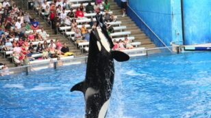 Travel Giant Cuts Ties With SeaWorld Over Killer Whale Captivity