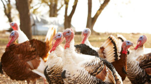 Turkeys: Who Are They, and Why Should We Care?