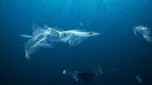 Hundreds of Sharks and Rays Entangled in Plastic Debris, Study Finds