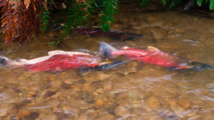 Is This How We Save Wild Salmon?