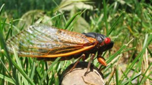 Trillions of Brood X Cicadas to Emerge in 15 States This Spring