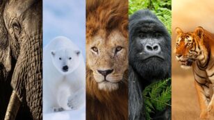 The ‘New Big 5’ Picks World’s Most Photogenic Animals to Celebrate Life, Not Death