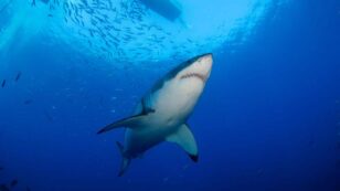 Following Rumors of Poaching, Scientists Discover Great White Shark Population in California’s Gulf