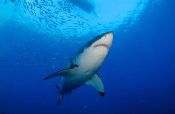 Following Rumors of Poaching, Scientists Discover Great White Shark Population in California’s Gulf