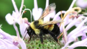 Bees Face ‘a Perfect Storm’ — Parasites, Air Pollution and Other Emerging Threats