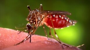 CDC Official Warns Warmer Earth Means More Insect-Borne Diseases