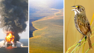 Oil From BP Spill Has Officially Entered the Food Chain