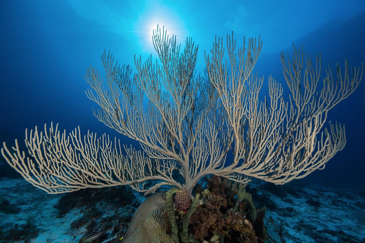 Branching coral in Alacranes.