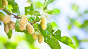 10 New Fruit Trees and Edible Vines for Your Garden This Spring
