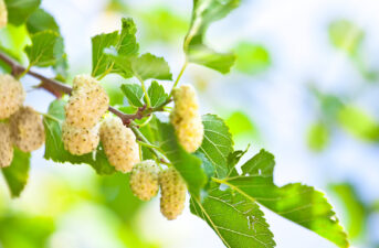 10 New Fruit Trees and Edible Vines for Your Garden This Spring