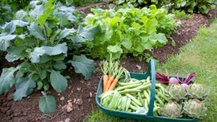Is Growing Your Own Food the Only Way to Truly Be Vegetarian or Vegan?