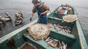 Loved to Death: How Pirate Fishing Decimates Chile’s Favorite Fish