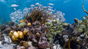 Belize’s Incredible Barrier Reef Recovers From ‘In Danger’ Status