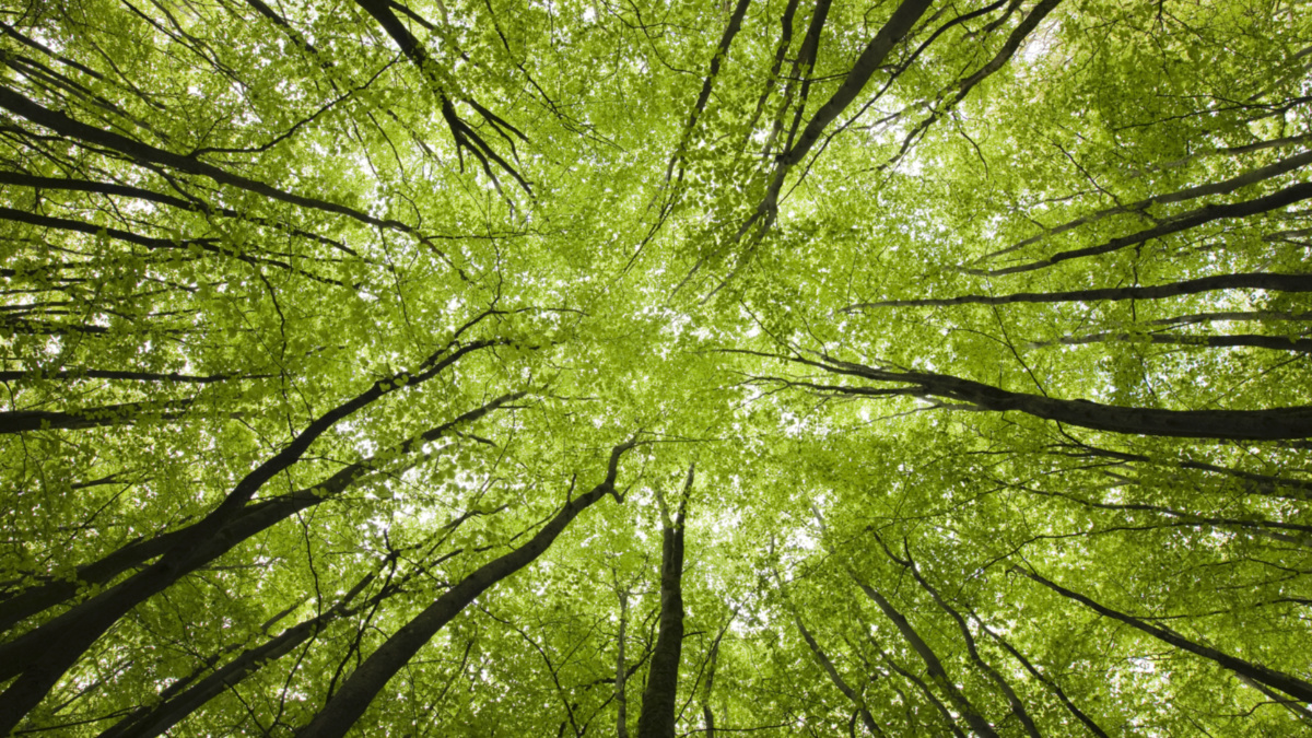 Discover How Trees Secretly Talk to Each Other Using the “Wood Wide Web”