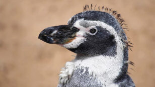 In a Victory for 26,000 Penguins, Locals and Activist​s Defeat Giant Mining Project