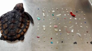 Dead Baby Turtle Found With 104 Pieces of Plastic in Stomach