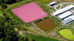 Court Orders EPA to Close Loophole, Factory Farms Required to Report Toxic Pollution