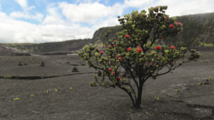 Fungal Disease Is Threatening Native Hawaiian Trees