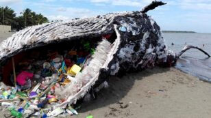 Giant ‘Dead Whale’ Is Haunting Reminder of Massive Plastic Pollution Problem